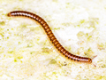 Proteroiulus fuscus